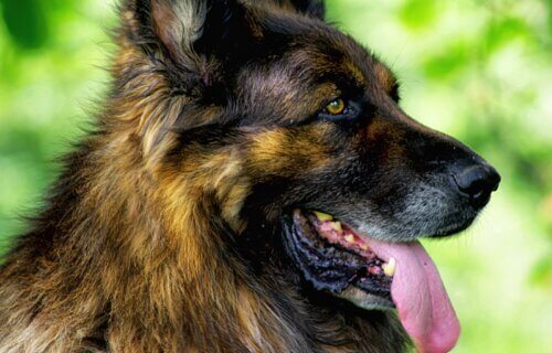 German Shepherd