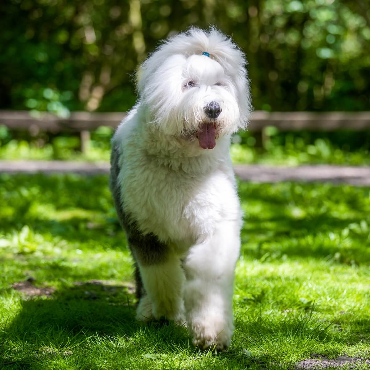 Old English Sheep Dog