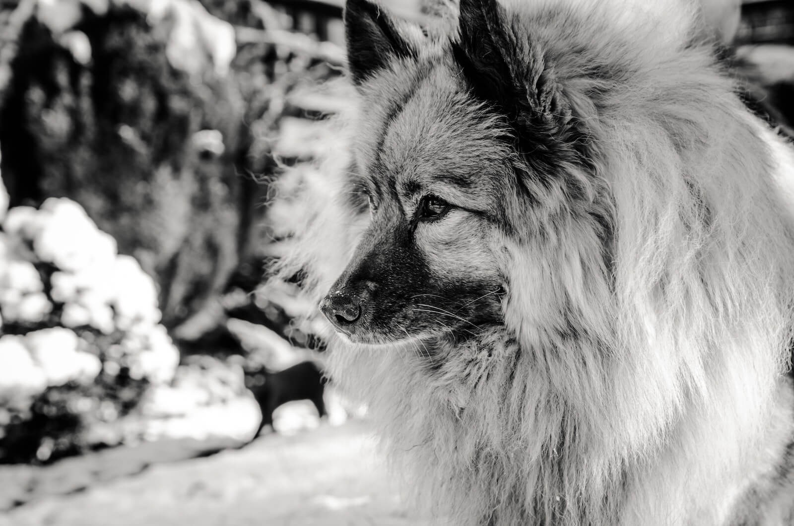 Keeshond Dog