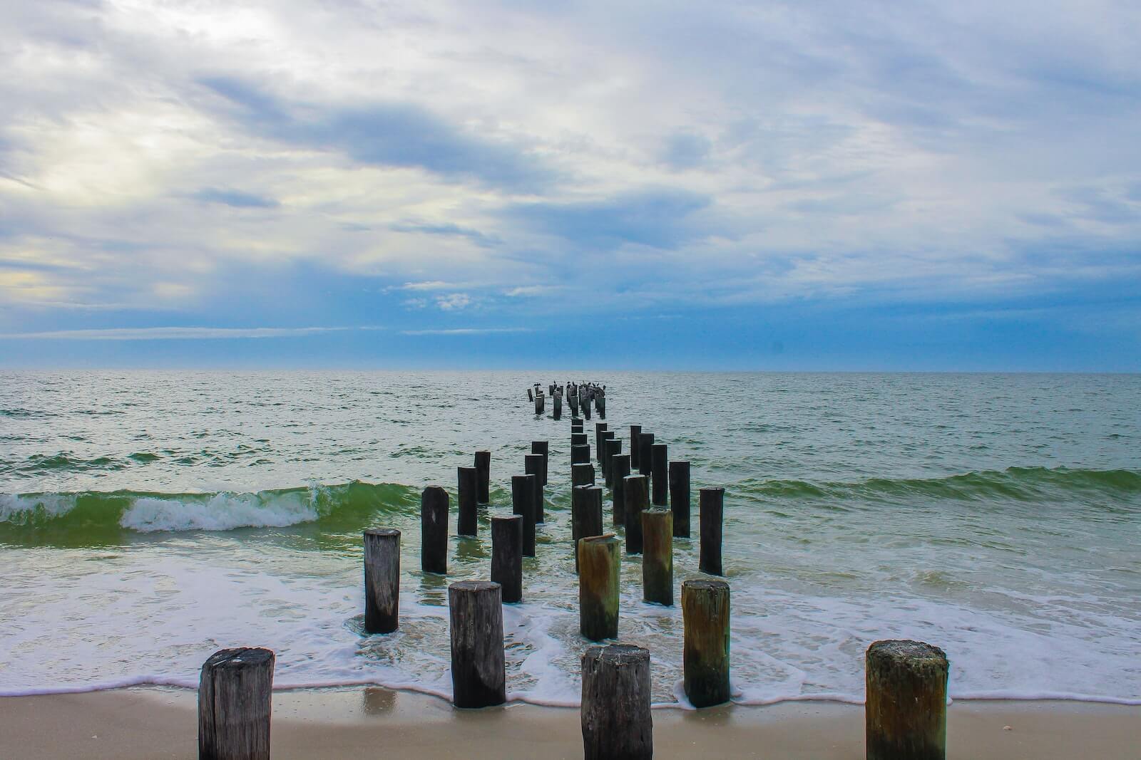 ocean and birds