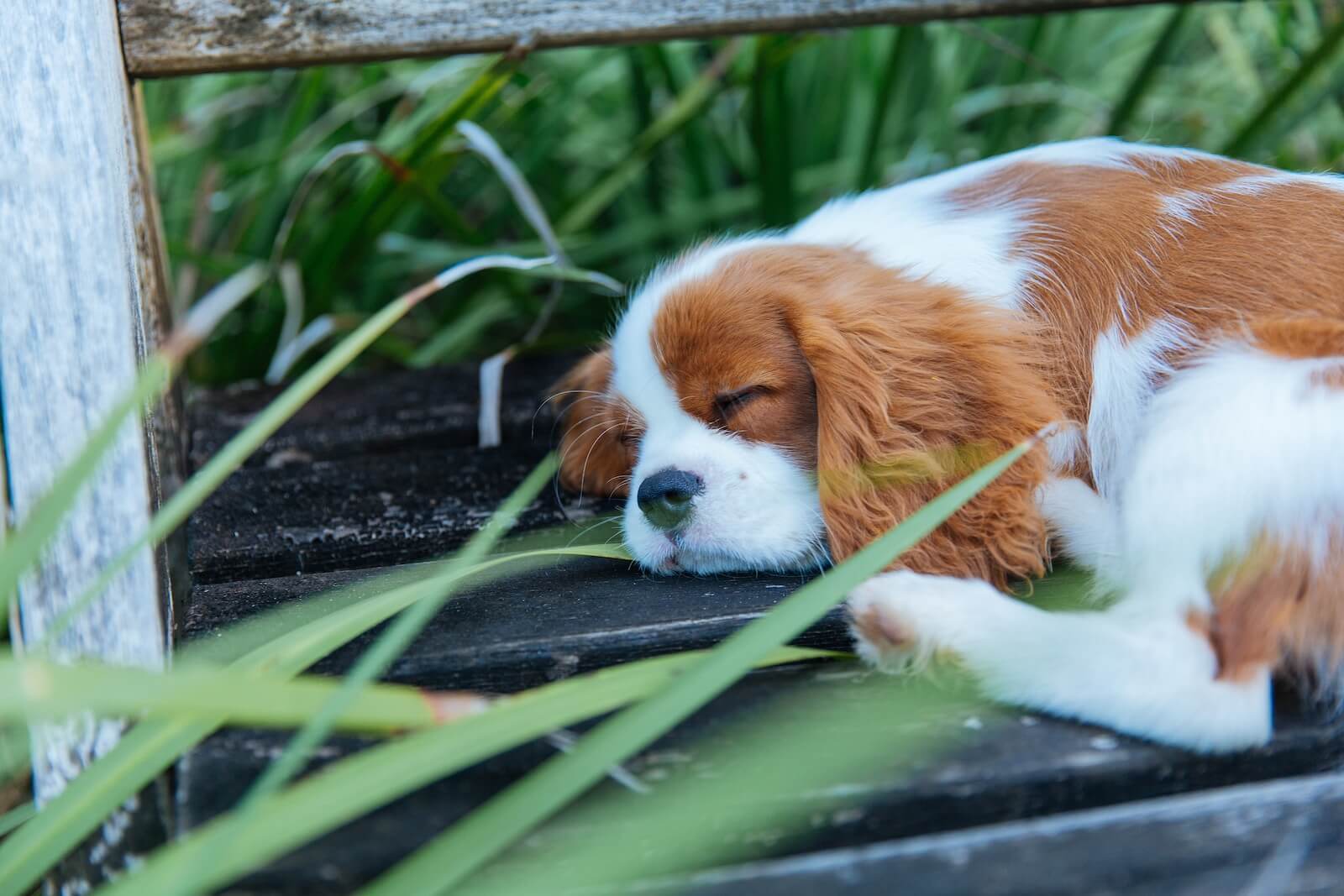 brown and white long coat small dog lying on ground