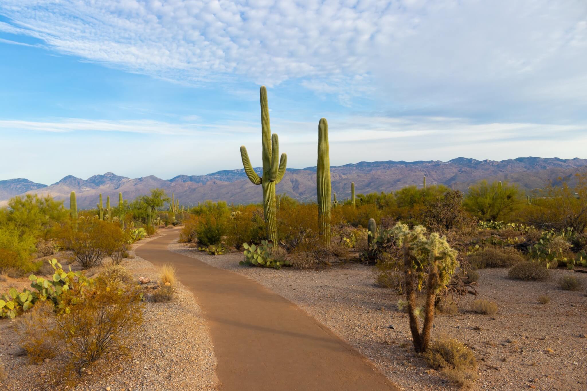 Saguaro National Park, Arizona