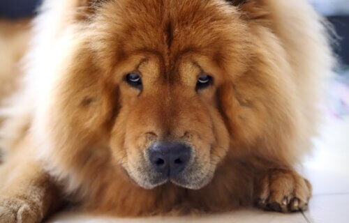 Chow Chow