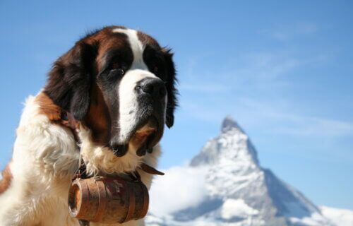 St. Bernard in the Swiss Alps