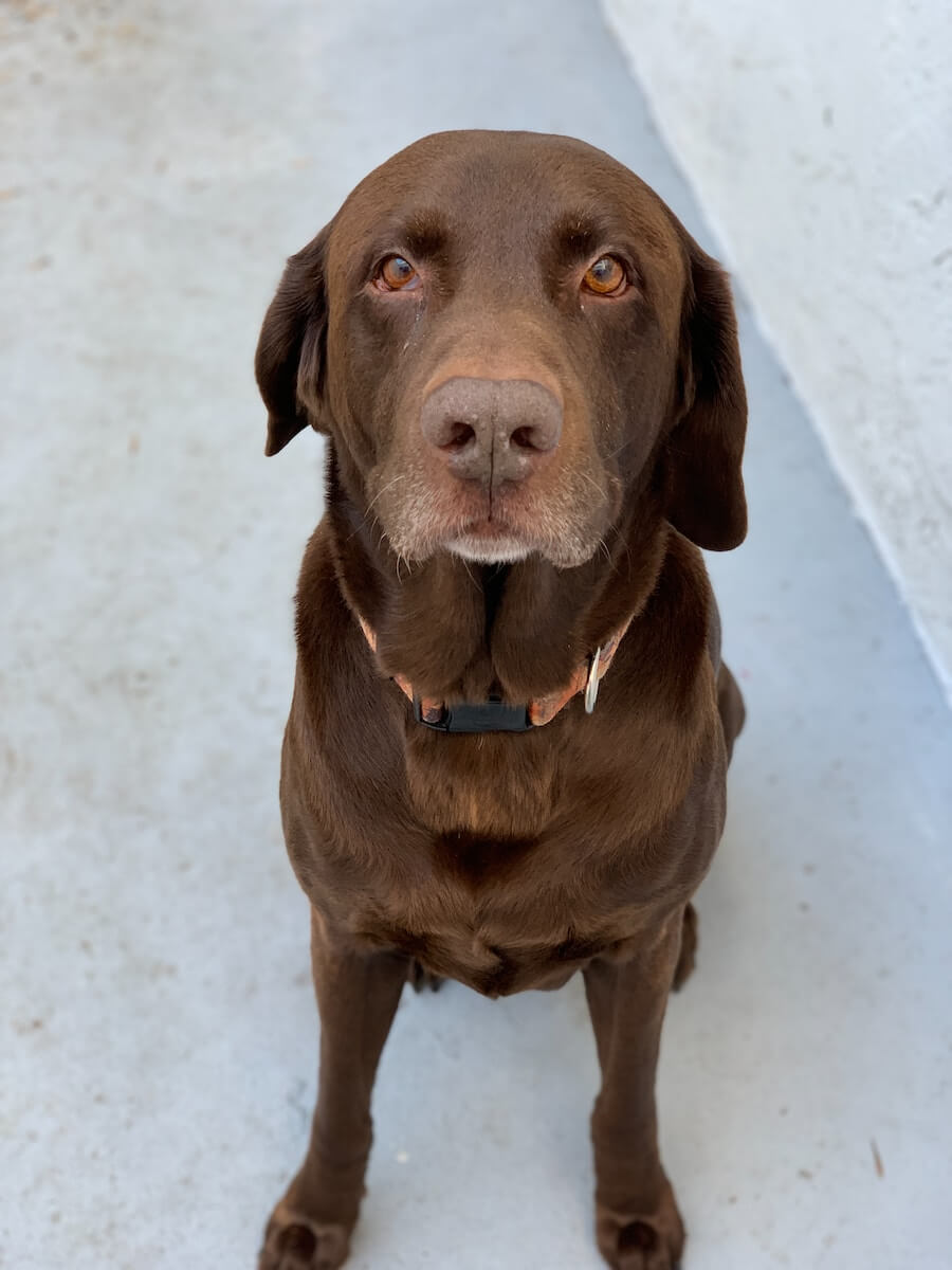 chocolate Labrador retriever sitting on floor