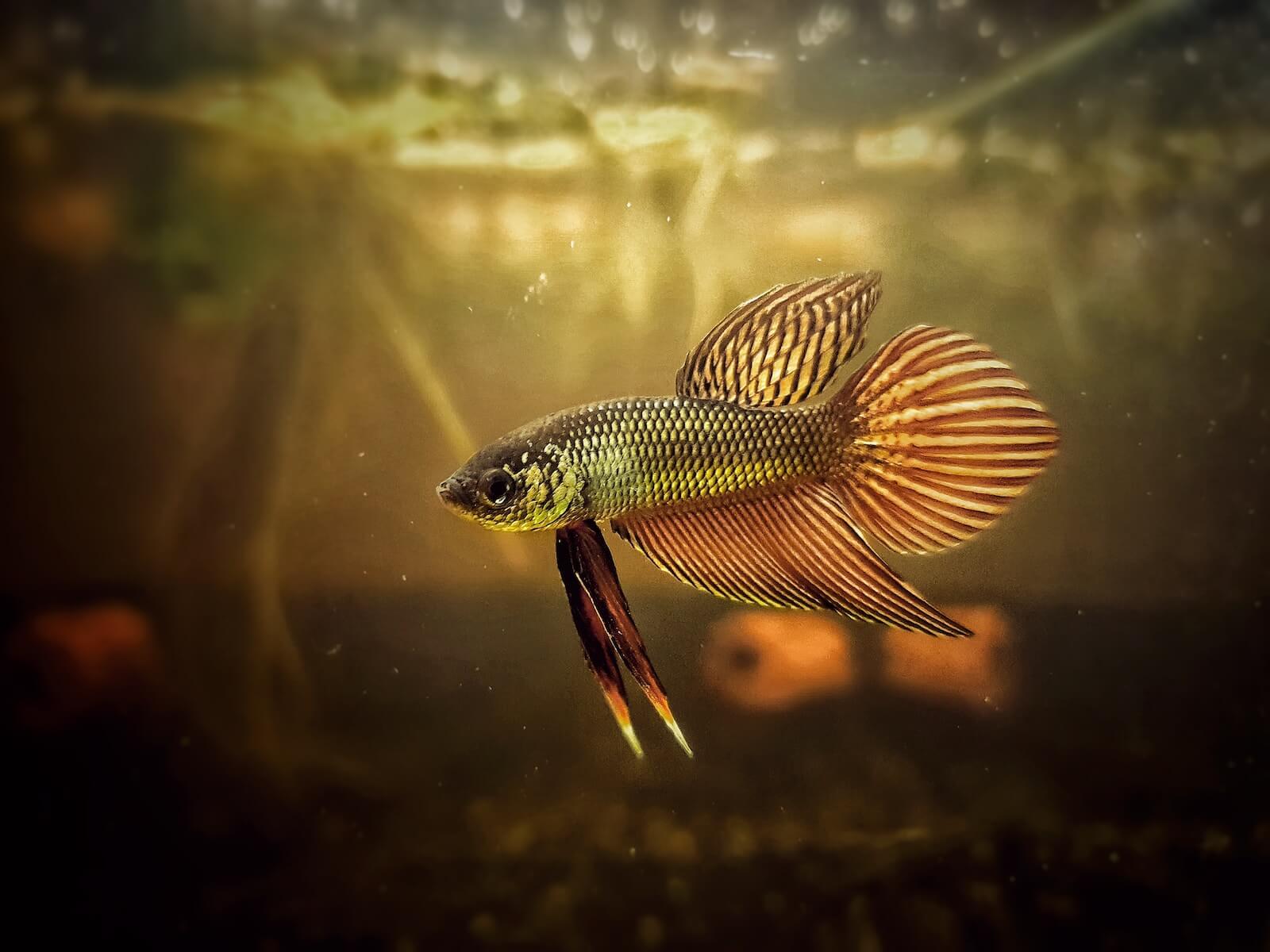 orange and black fish in water